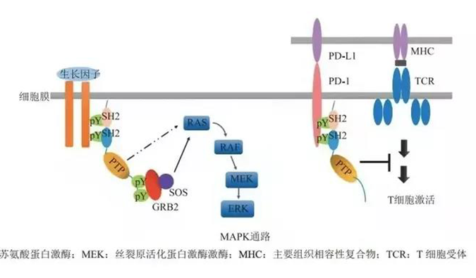 晚期恶性肿瘤患者的福音，SHP2变构抑造剂RG001片获批临床.png