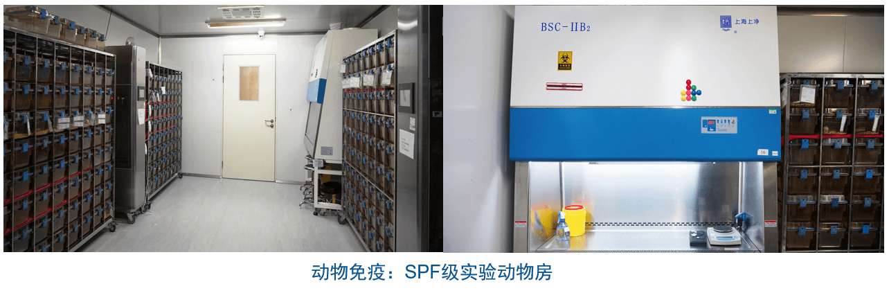 3118云顶集团杂交瘤技术平台设备-动物免疫SPF级尝试动物房