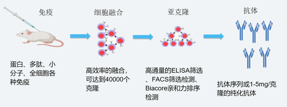 3118云顶集团杂交瘤技术平台开发流程