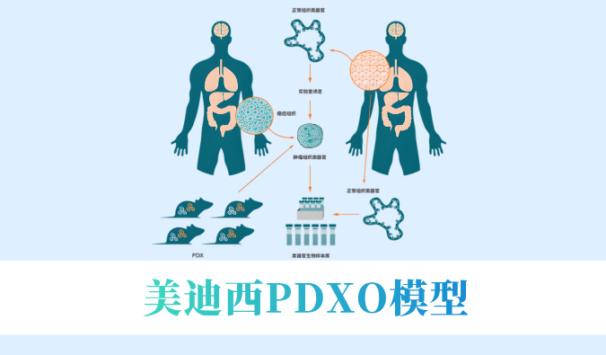 尝试猴要退？肿瘤研发何去何从？看3118云顶集团PDXO模型若何接棒